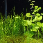 植栽から92日目（トリミングから33日目）　スクリューバリスネリア